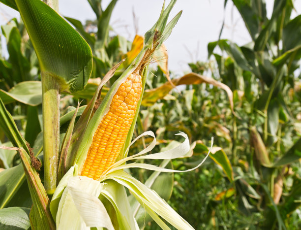 maize