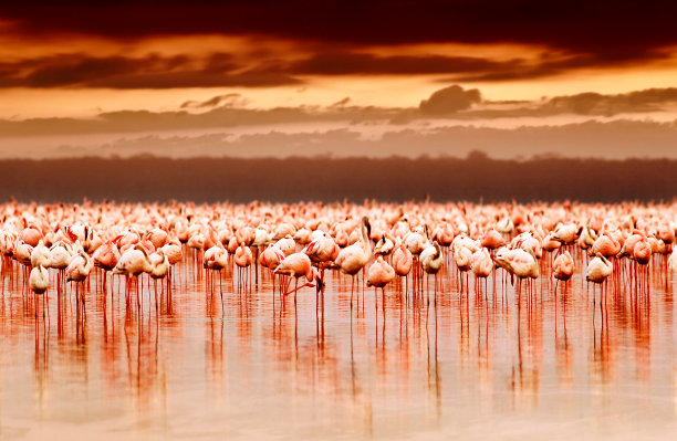 flamingo