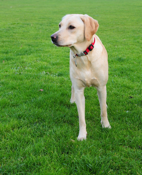 labrador