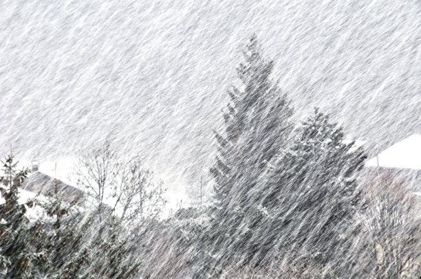 风雪中的树叶