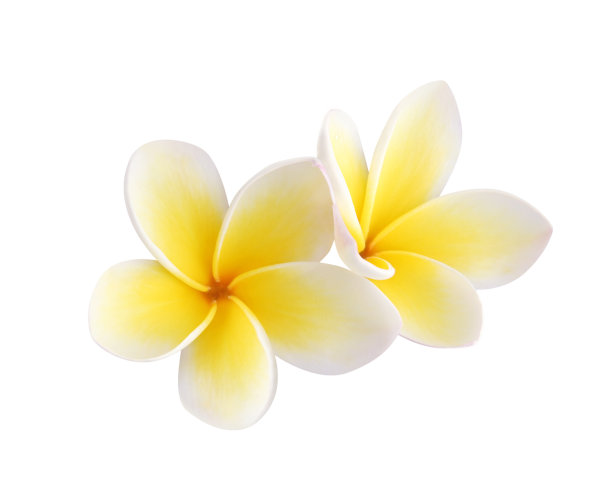 frangipani