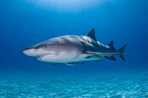 shark