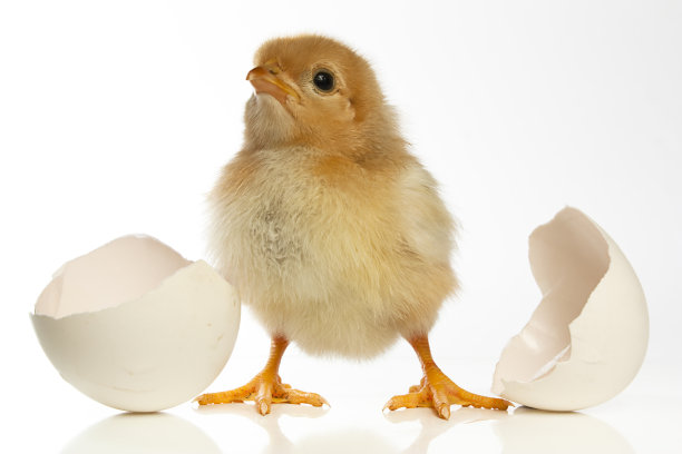 chick