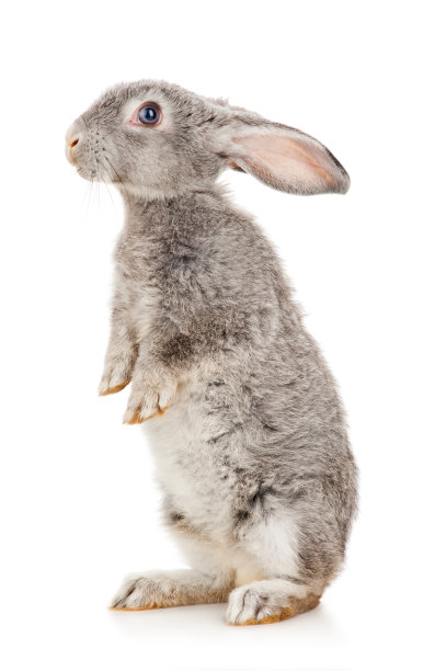 rabbit