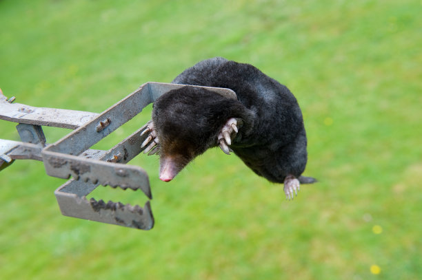 mole