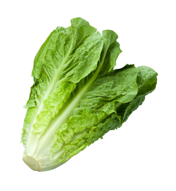 lactuca