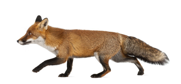 fox