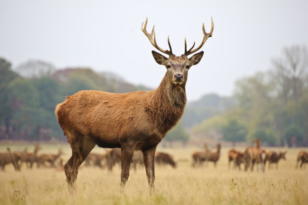 cervus