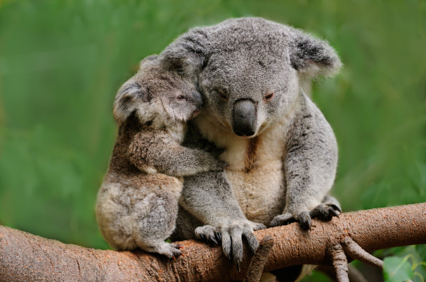 koala