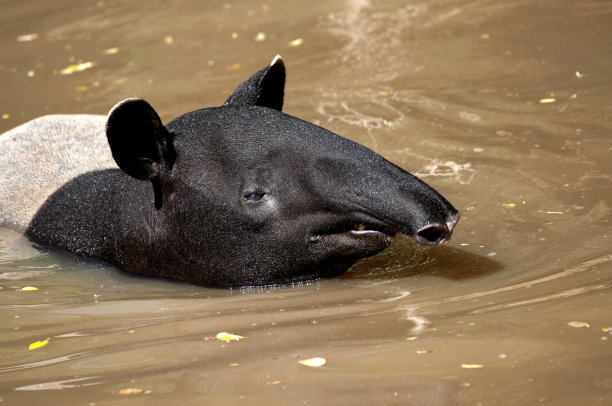tapir