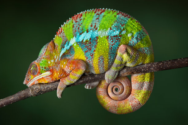 chamaeleon