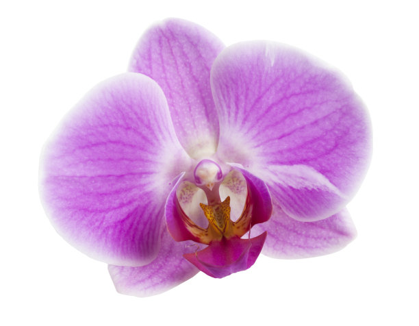 仅一朵花,花簇,花
