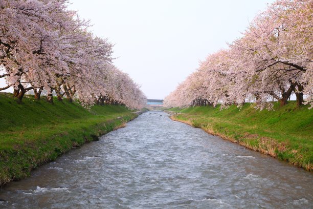 樱花堤