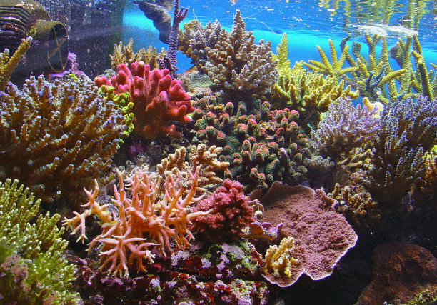 corals