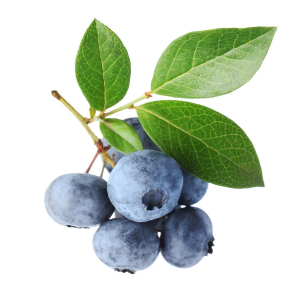 ericaceae