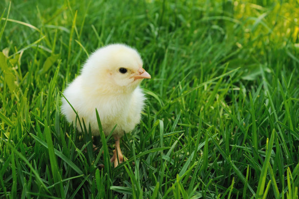 chick