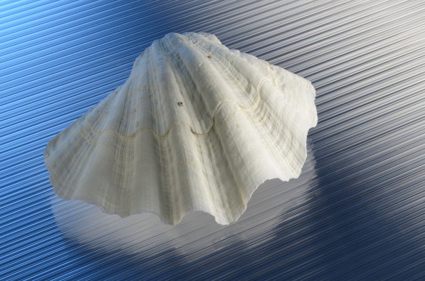 shells