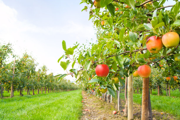orchard