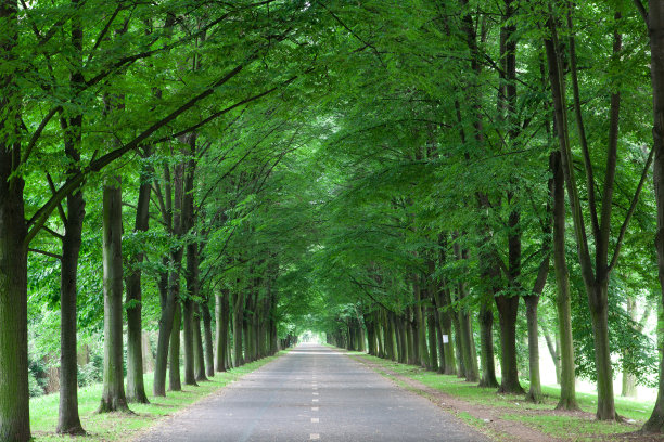avenue