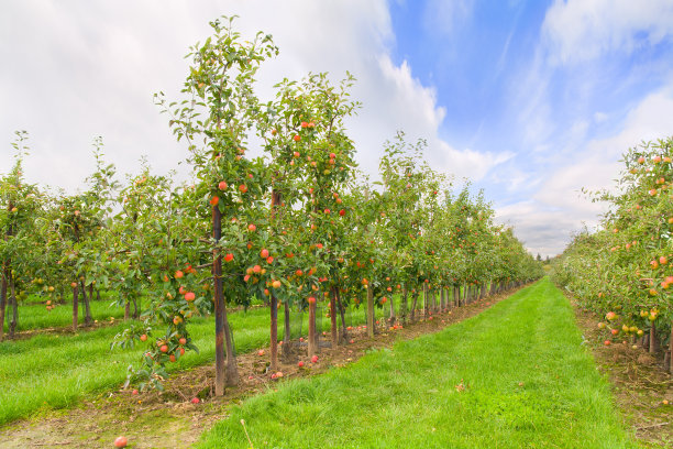 orchard