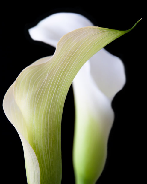zantedeschia
