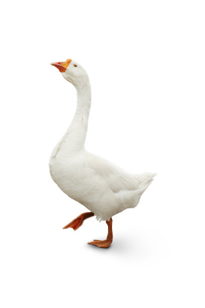 goose