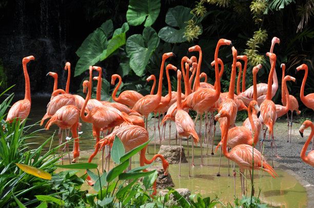 flamingo