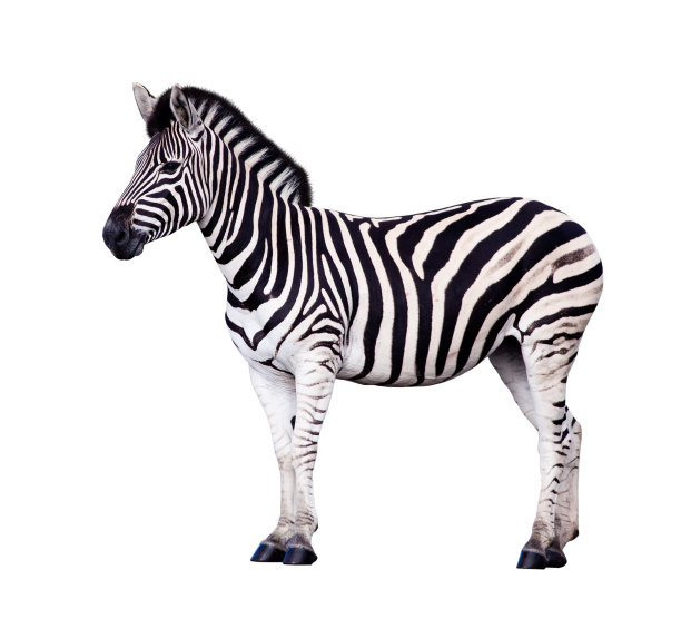 zebra