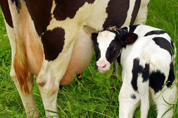 cow