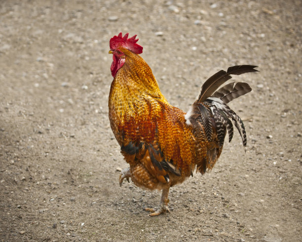 小公鸡,鸡冠花,公鸡