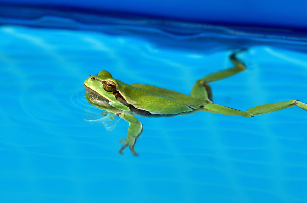 frog