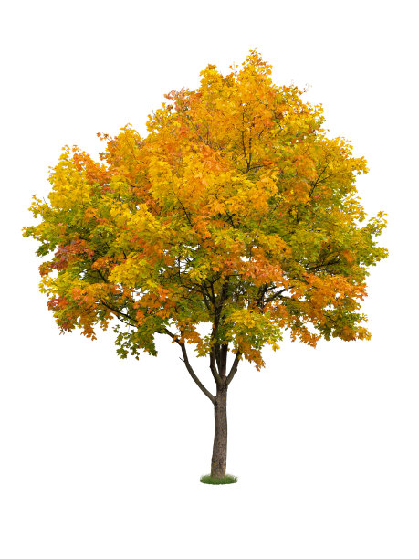 maple