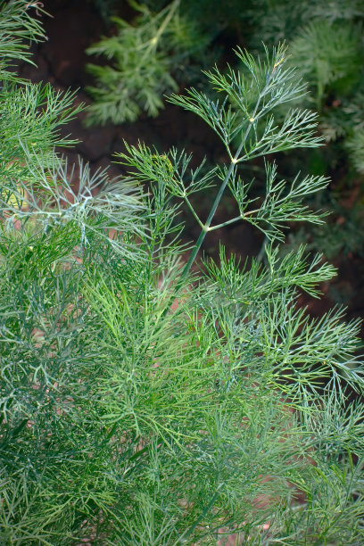 dill