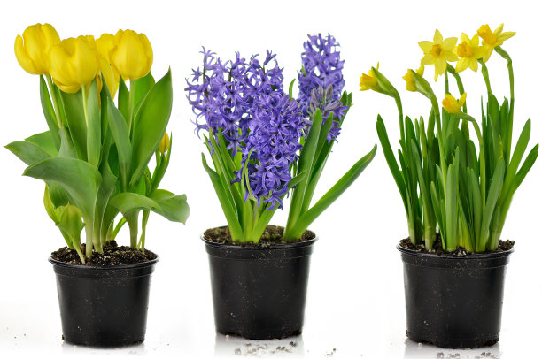 hyacinth