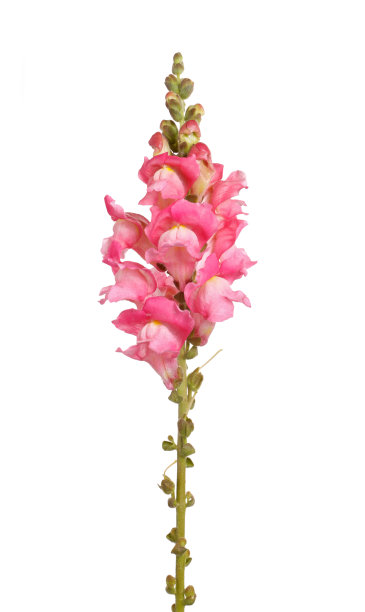 snapdragon