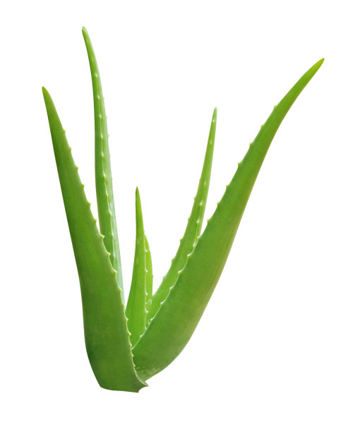 aloe