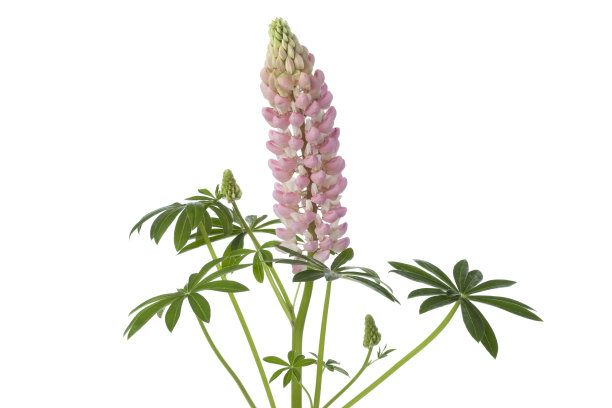 lupinus