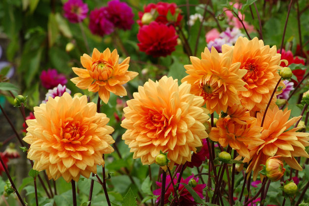 dahlia