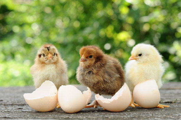 chick