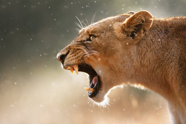 lion