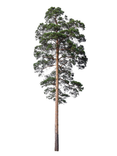 高大的松树