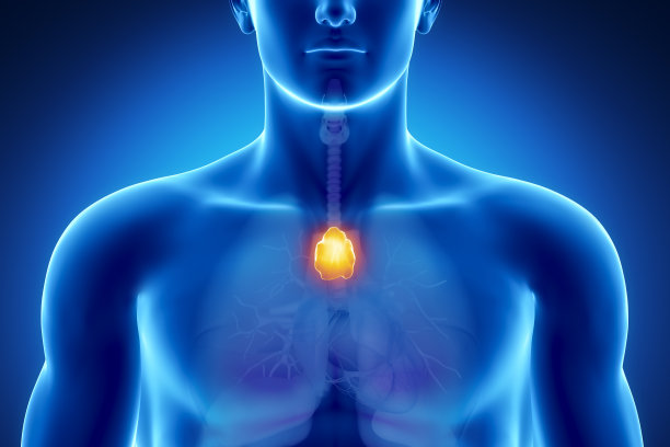thymus