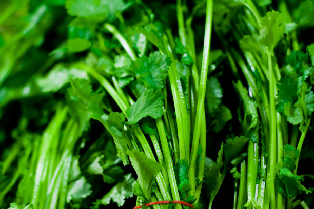 cilantro