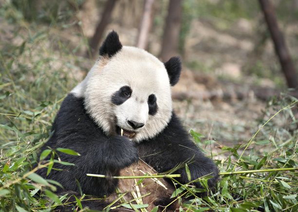 大熊猫与美食