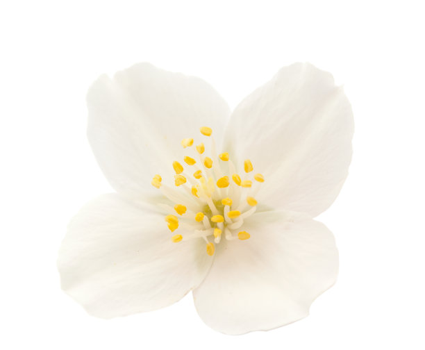jasmine