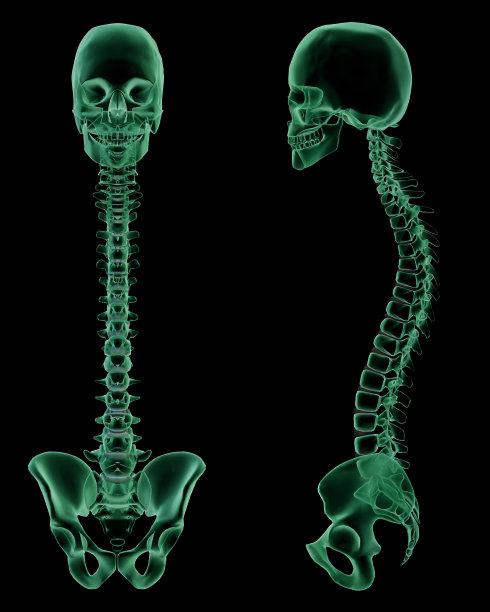 pelvis