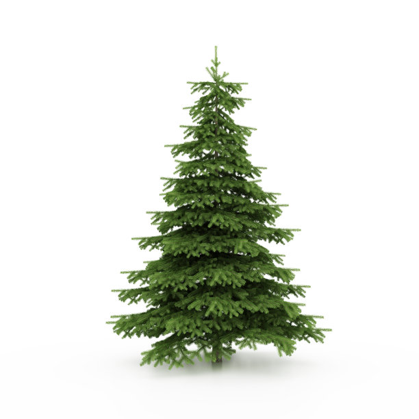 spruce