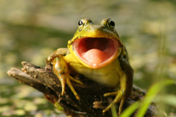 frog