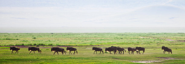 ngorongoro