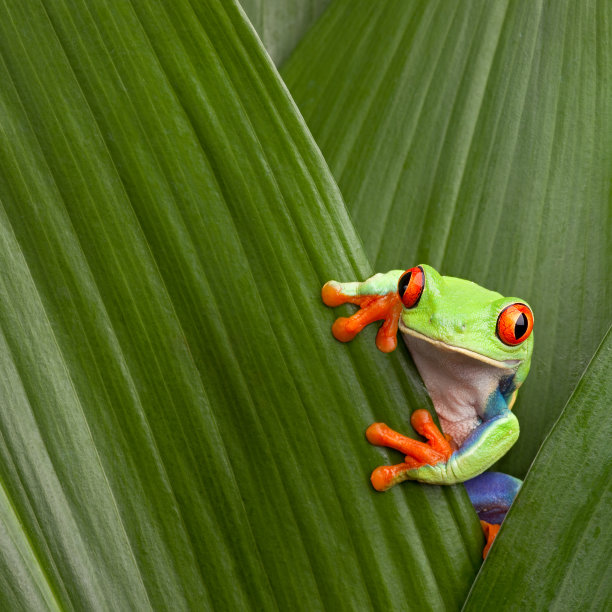 frog